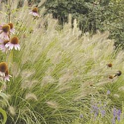 Pennisetum alopecuroides - dochan psárkovitý