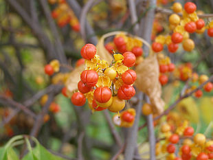 Celastrus scandens - zimokeř popínavý