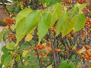 Celastrus scandens - zimokeř popínavý