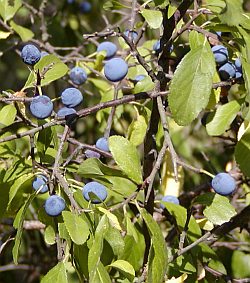 Prunus spinosa - trnka obecná