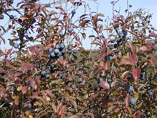 Prunus spinosa - trnka obecná
