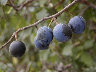 Prunus spinosa - trnka obecná