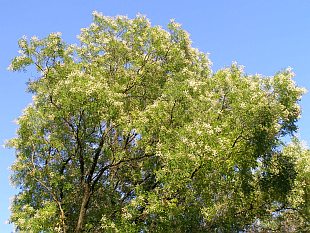 Sophora japonica - jerlín japonský