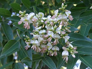 Sophora japonica - jerlín japonský