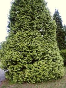 Thuja plicata 'Zebrina'
