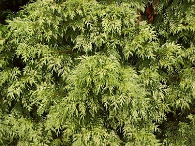Thuja plicata 'Zebrina' - zerav řasnatý