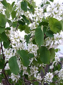 Amelanchier alnifolia
