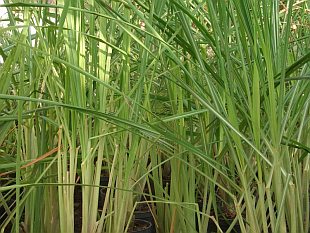 Cymbopogon citratus – citronová tráva