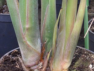 Cymbopogon citratus – citronová tráva