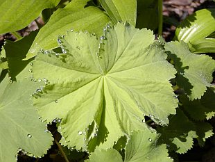 Alchemilla mollis - kontryhel