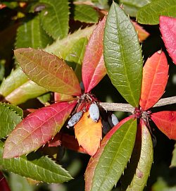 Berberis julianae - dřišťál Juliin