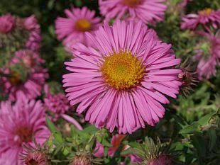 Aster novae-angliae 'Abendsonne' - hvězdnice novoanglická Aster novae-angliae 'Abendsonne' - hvězdnice novoanglická