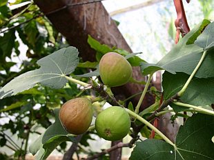 Ficus carica - fíkovník smokvoň