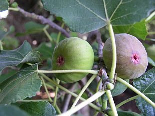 Ficus carica - fíkovník smokvoň