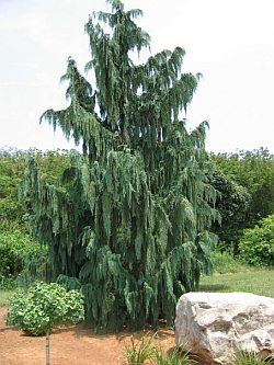 Chamaecyparis nootkatensis 'Pendula' - cypřišek nutkajský