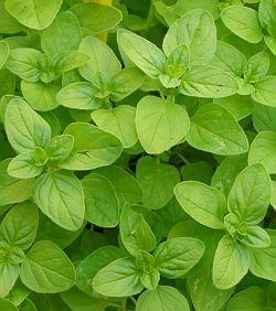 Origanum majorana - majoránka zahradní