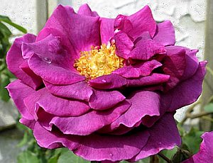 Rosa 'Blue Boy' - Rose