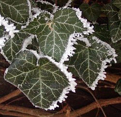 Hedera helix - břečťan popínavý