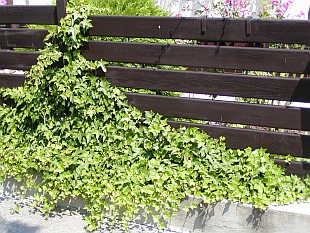 Hedera helix - břečťan popínavý