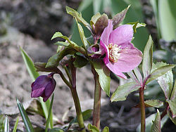 Helleborus purpurascens - čemeřice nachová