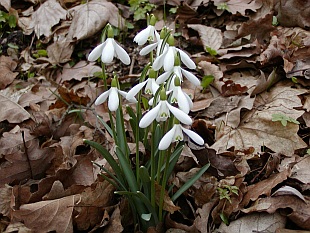 Galanthus nivalis - sněženka podsněžník Galanthus nivalis - sněženka podsněžník