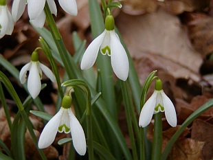 Galanthus nivalis - sněženka podsněžník Galanthus nivalis - sněženka podsněžník