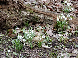 Galanthus nivalis - sněženka podsněžník Galanthus nivalis - sněženka podsněžník