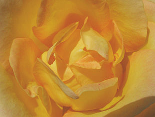 Rosa Golden Medaillon - růže