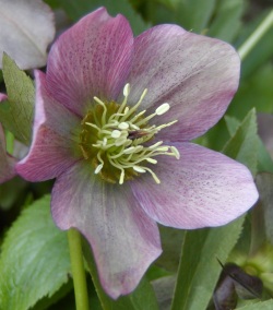 Helleborus purpurascens - čemeřice nachová