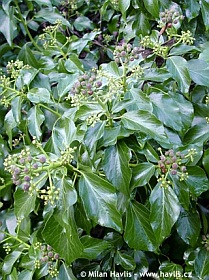 Hedera helix 'Arborescens' - břečťan obecný