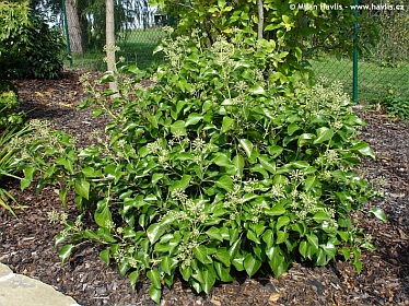 Hedera helix 'Arborescens' - břečťan obecný