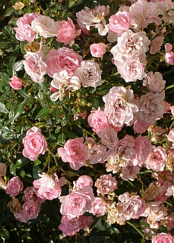 Rosa 'The Fairy' - růže (pokryvné růže) Rosa 'The Fairy' - růže (pokryvné růže)