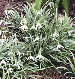 Galanthus nivalis - sněženka Galanthus nivalis - sněženka