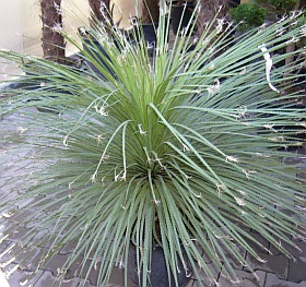 Dasylirion acrotrichum (SVĚT PALEM)