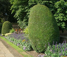 Tvarované dřeviny - Taxus baccata, tis