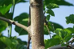 Morus - morušovník