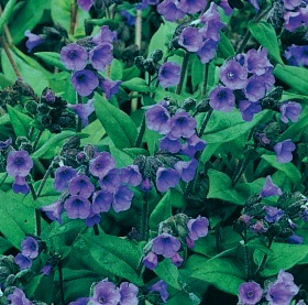 Pulmonaria ‘Mawson’s Blue’ - plicník (READERS DIGEST VÝBĚR) Pulmonaria ‘Mawson’s Blue’ - plicník (READERS DIGEST VÝBĚR)