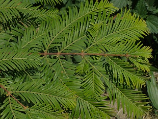 Rychlerostoucí stromy - metasekvoje čínská (Metasequoia glyptostroboides) Rychlerostoucí stromy - metasekvoje čínská (Metasequoia glyptostroboides)