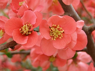 Chaenomeles japonica - kdoulovec japonský