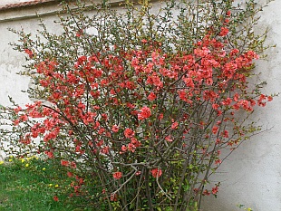 Chaenomeles japonica - kdoulovec japonský