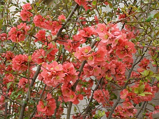 Chaenomeles japonica - kdoulovec japonský