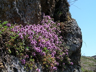Thymus vulgaris - mateřídouška obecná, tymián