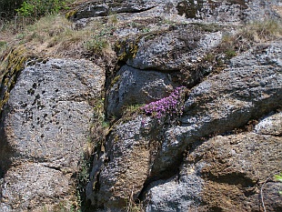 Thymus vulgaris - mateřídouška obecná, tymián