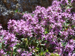 Thymus vulgaris - mateřídouška obecná, tymián