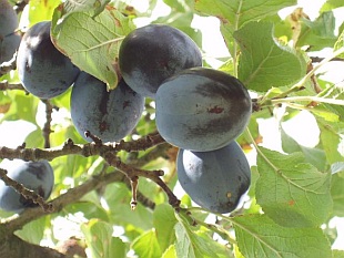 Prunus domestica 'Čačanska lepotica' - pološvestka
