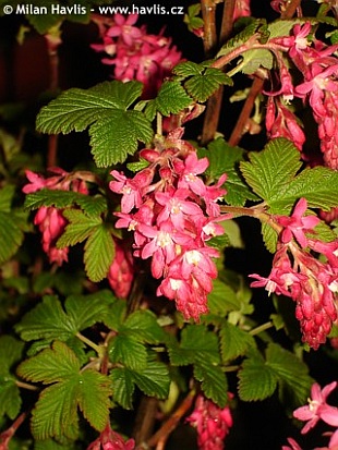 Ribes sanguineum 'King Edward VII' - meruzalka krvavá