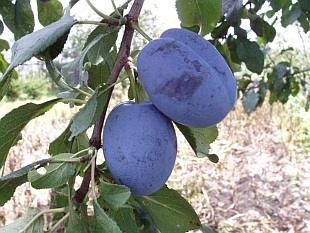 Prunus domestica 'Čačanska najbolja' - pološvestka