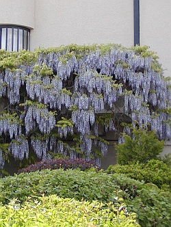 Wisteria - pergoly v zahradě