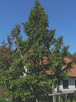 Metasequoia glyptostroboides - Chinesisches Rotholz Metasequoia glyptostroboides - Chinesisches Rotholz