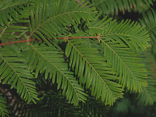 Metasequoia glyptostroboides - Chinesisches Rotholz Metasequoia glyptostroboides - Chinesisches Rotholz
